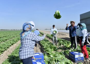 ТҮРКІСТАН ОБЛЫСЫНЫҢ ШАРУАЛАРЫ 1 ГЕКТАР ҚЫРЫҚҚАБАТТАН 10 МИЛЛИОН ТЕҢГЕ ТАБЫС ТАБАДЫ