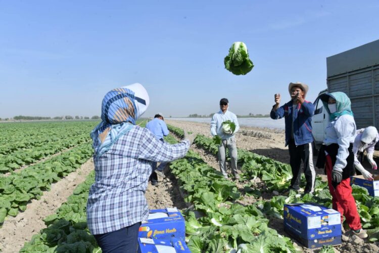 ТҮРКІСТАН ОБЛЫСЫНЫҢ ШАРУАЛАРЫ 1 ГЕКТАР ҚЫРЫҚҚАБАТТАН 10 МИЛЛИОН ТЕҢГЕ ТАБЫС ТАБАДЫ