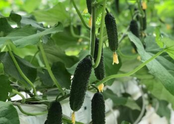 ТҮРКІСТАН:  БӘЙДІБЕК АУДАНЫНЫҢ КӘСІПКЕРЛЕРІ  ЖЫЛЫЖАЙ ШАРУАШЫЛЫҒЫНА БЕТ БҰРДЫ