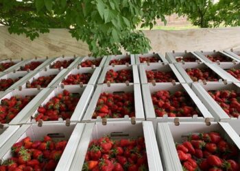 ТҮРКІСТАН: КЕЛЕС АУДАНЫНДА ҚҰЛПЫНАЙ ПІСТІ