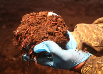 Ordabasy: Биогумус өсіруге қажетті шикізат әр ауладан табылады