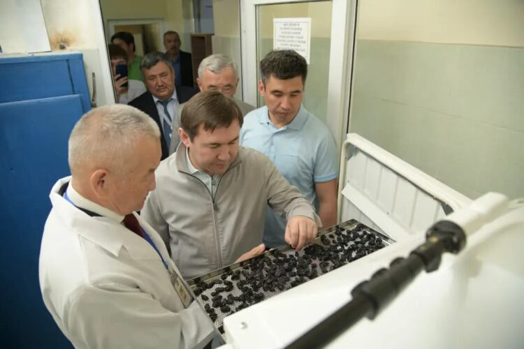 ШЫМКЕНТТЕ ЖАС ҒАЛЫМДАР ҚАНТТЫҢ ОРНЫН БАСАТЫН ДӘРІЛІК ӨСІМДІК ӨСІРУДЕ