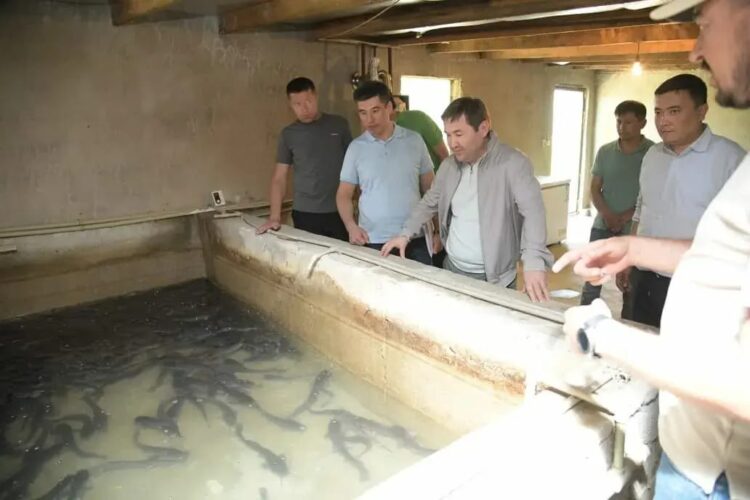 ҚАЛА ӘКІМІ БАЛЫҚ ШАРУАШЫЛЫҒЫНЫҢ ЖҰМЫСЫМЕН ТАНЫСТЫ