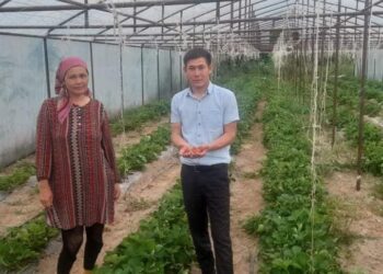 Ordabasy: Құлпынай өсіріп, табысын арттыруда