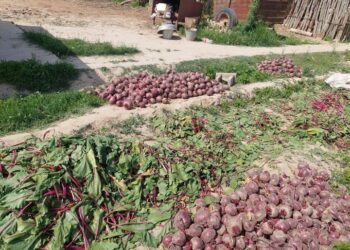 ТҮРКІСТАН ОБЛЫСЫНЫҢ ДИҚАНДАРЫ ШЕТЕЛГЕ ҚАНТ ҚЫЗЫЛШАСЫН ЭКСПОРТТАП ЖАТЫР