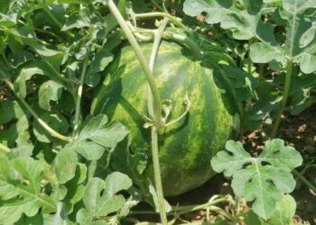 ТҮРКІСТАН: ЖЕТІСАЙ ДИҚАНДАРЫ 25 ТОННА ҚАРБЫЗДЫ ЭКСПОРТТАУҒА ДАЙЫН