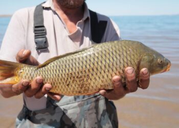 ТҮРКІСТАН: МАҚТААРАЛДА БАЛЫҚ АУЛАУДАН РЕСПУБЛИКАЛЫҚ ЖАРЫС ӨТТІ