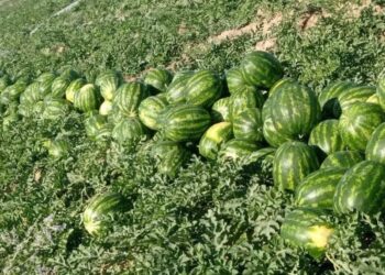 ТҮРКІСТАН: КЕЛЕСТІК ДИҚАНДАРДЫҢ ҚАРБЫЗДАРЫ ЭКСПОРТҚА ЖОЛ ТАРТТЫ