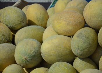 ТҮРКІСТАН: ЖЕТІСАЙДЫҢ ҚАУЫНДАРЫ РЕСЕЙГЕ НАРЫҒЫНА ЖОЛ ТАРТТЫ