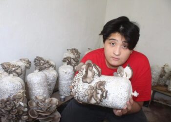 Ordabasy: 25 күнде үй жағдайында саңырауқұлақ өсірген бала агроном