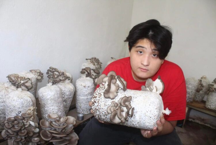 Ordabasy: 25 күнде үй жағдайында саңырауқұлақ өсірген бала агроном