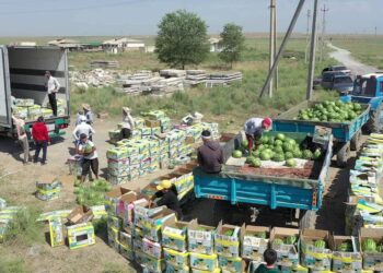 ТҮРКІСТАН: ШАРДАРАЛЫҚ ДИҚАНДАР 5300 ТОННА ҚАРБЫЗДЫ ЭКСПОРТТАП ҮЛГЕРДІ