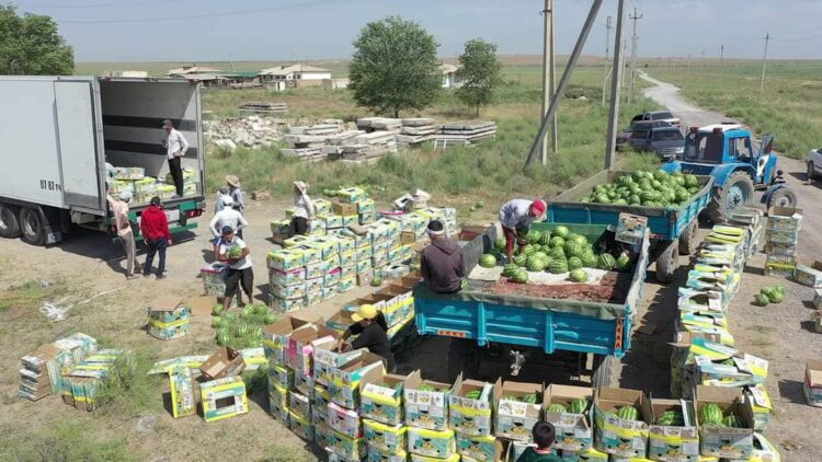 ТҮРКІСТАН: ШАРДАРАЛЫҚ ДИҚАНДАР 5300 ТОННА ҚАРБЫЗДЫ ЭКСПОРТТАП ҮЛГЕРДІ