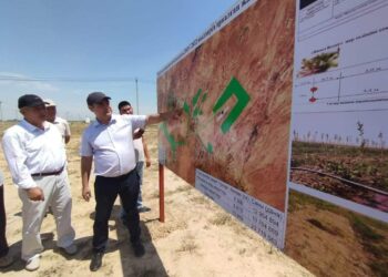 ТҮРКІСТАН: «ЖАСЫЛ БЕЛДЕУ» АЙМАҒЫНДА КӨШЕТТЕРДІҢ ӨНІМДІЛІГІ АРТЫП КЕЛЕДІ