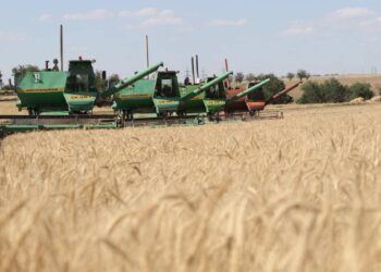 ТҮРКІСТАН: ТӨЛЕБИ АУДАНЫНДА АСТЫҚ ОРУ НАУҚАНЫ БАСТАЛДЫ