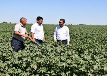 Ordabasy: Мақта алқаптары уақытылы суарылуда