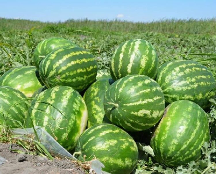 ТҮРКІСТАН: СОЗАҚТЫҢ ҚАРБЫЗДАРЫ РЕСЕЙГЕ ЭКСПОРТҚА ЖІБЕРІЛДІ