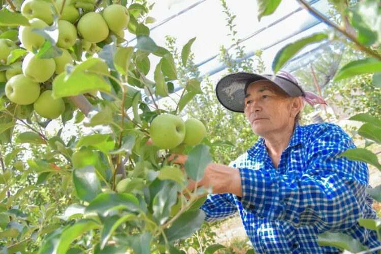 ШЫМКЕНТТЕ АЛМАНЫҢ ЕРЕКШЕ СҰРЫПТАРЫ ӨСІРІЛЕДІ