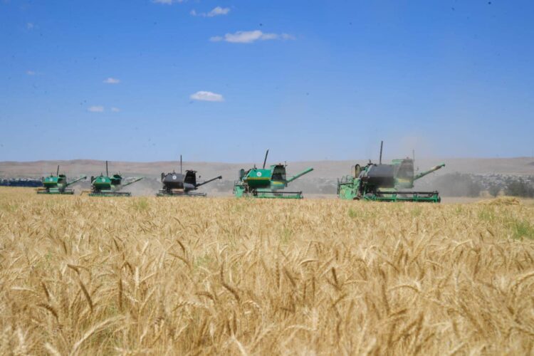 ТҮРКІСТАН: ҚАЗЫҒҰРТТА АСТЫҚ ТҮСІМІ МОЛАЙДЫ