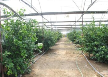 ТҮРКІСТАН: БИЫЛ САЙРАМ АУДАНЫНДА 10 ТОННАДАН АСТАМ ЦИТРУСТЫ ЖЕМІС ӨНДІРІЛМЕК