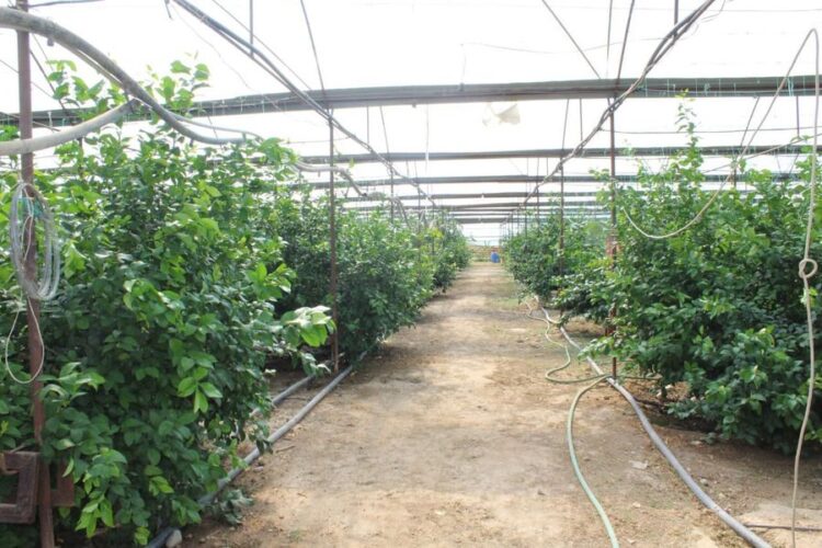 ТҮРКІСТАН: БИЫЛ САЙРАМ АУДАНЫНДА 10 ТОННАДАН АСТАМ ЦИТРУСТЫ ЖЕМІС ӨНДІРІЛМЕК