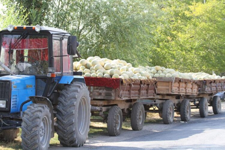 ТҮРКІСТАН: МАҚТААРАЛДА БАҚШАДАН 250 МЫҢ ТОННАҒА ЖУЫҚ ҚАУЫН-ҚАРБЫЗ ӨНДІРІЛДІ