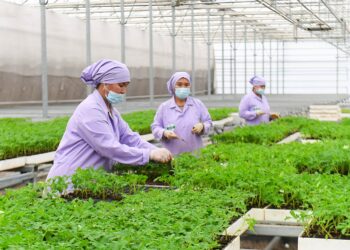 ТҮРКІСТАН ОБЛЫСЫНДА АУЫЛ ШАРУАШЫЛЫҒЫ ӨНІМІНІҢ КӨЛЕМІ АРТТЫ