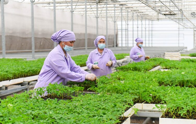 ТҮРКІСТАН ОБЛЫСЫНДА АУЫЛ ШАРУАШЫЛЫҒЫ ӨНІМІНІҢ КӨЛЕМІ АРТТЫ