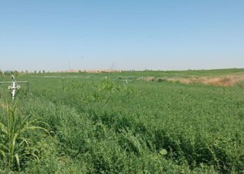 КЕЛЕС АУДАНЫНДА ЖАҢБЫРЛАТЫП СУАРУ ӘДІСІ ҚОЛДАНЫЛА БАСТАДЫ