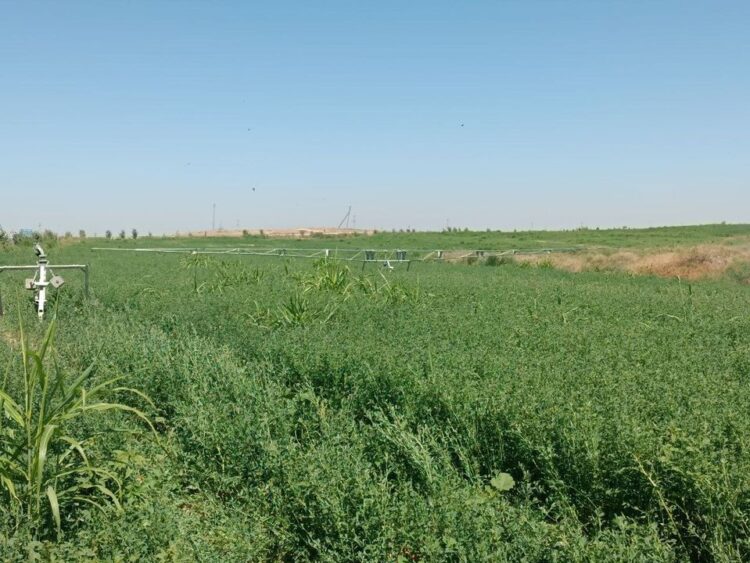 КЕЛЕС АУДАНЫНДА ЖАҢБЫРЛАТЫП СУАРУ ӘДІСІ ҚОЛДАНЫЛА БАСТАДЫ