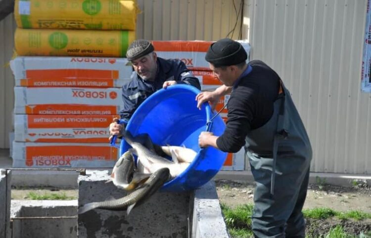 ТҮРКІСТАН ОБЛЫСЫ БАЛЫҚ ӨНДІРУДЕН КӨШ БАСТАП ТҰР