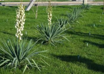 ТУРКЕСТАН: В ПИТОМНИКАХ ВЫРАСТЯТ 50 МЛН. САЖЕНЦЕВ