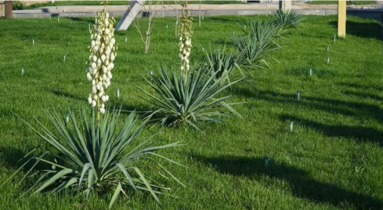 ТУРКЕСТАН: В ПИТОМНИКАХ ВЫРАСТЯТ 50 МЛН. САЖЕНЦЕВ