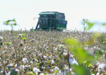 ТҮРКІСТАН: МАҚТАНЫҢ 1 ТОННАСЫ — 374 МЫҢ ТЕҢГЕ