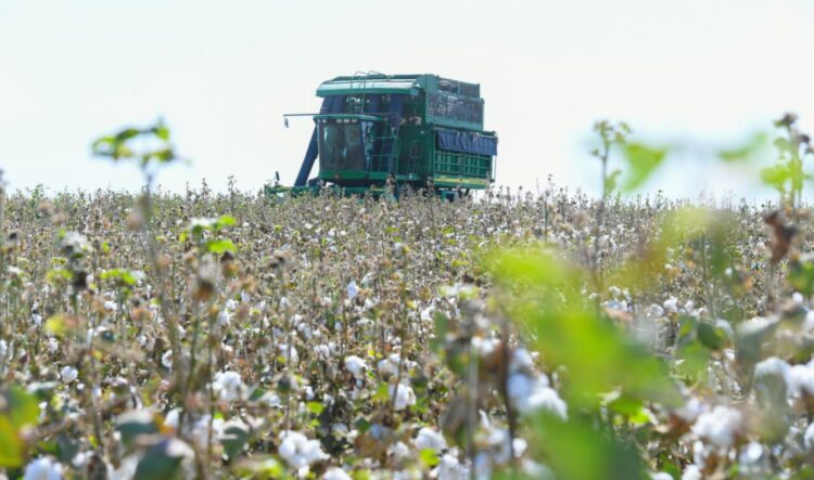 ТҮРКІСТАН: МАҚТАНЫҢ 1 ТОННАСЫ — 374 МЫҢ ТЕҢГЕ