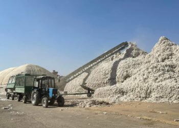 ОРДАБАСЫ АУДАНЫНДА 7122 ГЕКТАР АЛҚАПҚА МАҚТА ЕГІЛДІ