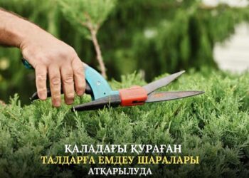 КЕНТАУ: ҚАЛАДАҒЫ ҚУРАҒАН ТАЛДАРҒА ЕМДЕУ ШАРАЛАРЫ АТҚАРЫЛУДА