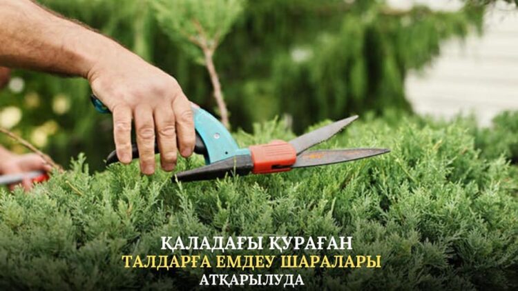 КЕНТАУ: ҚАЛАДАҒЫ ҚУРАҒАН ТАЛДАРҒА ЕМДЕУ ШАРАЛАРЫ АТҚАРЫЛУДА