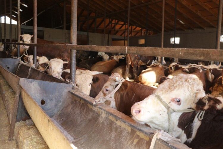 ТҮЛКІБАС: КЕЛТЕМАШАТ АУЫЛДЫҚ ОКРУГІНДЕ МАЛ БОРДАҚЫЛАУ КӘСІБІНЕ ҚЫЗЫҒУШЫЛАР ҚАТАРЫ АРТЫП КЕЛЕДІ