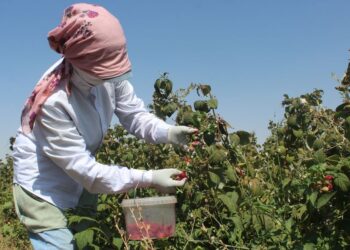 ТӨЛЕБИ: ДИХАНКӨЛДІҢ ЖИДЕКТЕРІ СҰРАНЫСҚА ИЕ