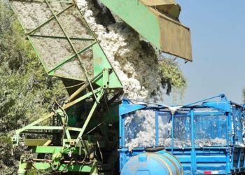 В ТУРКЕСТАНСКОЙ ОБЛАСТИ НАЧАЛСЯ СБОР ХЛОПКА