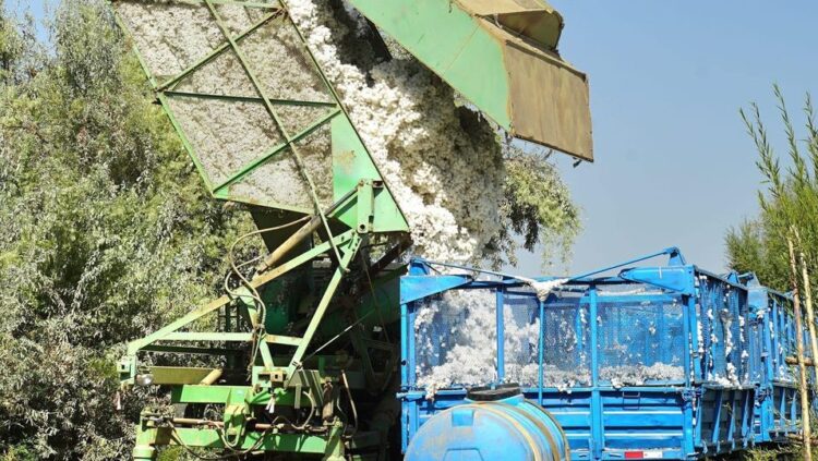 В ТУРКЕСТАНСКОЙ ОБЛАСТИ НАЧАЛСЯ СБОР ХЛОПКА