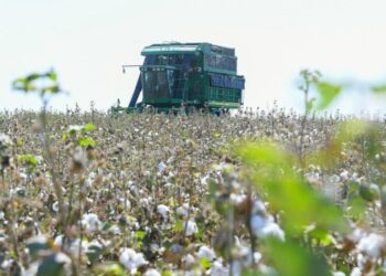 ТУРКЕСТАН: 1 ТОННА ХЛОПКА — 374 ТЫСЯЧ ТЕНГЕ