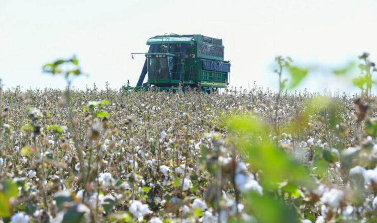 ТУРКЕСТАН: 1 ТОННА ХЛОПКА — 374 ТЫСЯЧ ТЕНГЕ