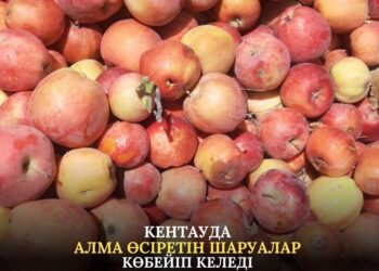 КЕНТАУДА АЛМА ӨСІРЕТІН ШАРУАЛАР КӨБЕЙІП КЕЛЕДІ
