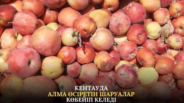 КЕНТАУДА АЛМА ӨСІРЕТІН ШАРУАЛАР КӨБЕЙІП КЕЛЕДІ