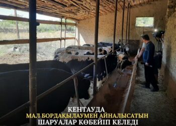 КЕНТАУДА МАЛ БОРДАҚЫЛАУМЕН АЙНАЛЫСАТЫН ШАРУАЛАР КӨБЕЙІП КЕЛЕДІ