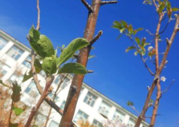 КЕНТАУДА АЛМА АҒАШЫ ГҮЛ АШТЫ