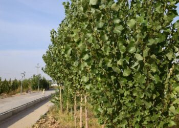 ТҮРКІСТАНДЫҚТАР 100 МЫҢНАН АСА АҒАШ ОТЫРҒЫЗДЫ