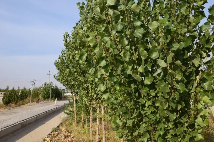 ТҮРКІСТАНДЫҚТАР 100 МЫҢНАН АСА АҒАШ ОТЫРҒЫЗДЫ